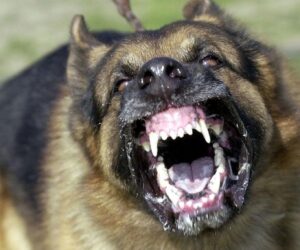 3 ways to know if your dog has rabies