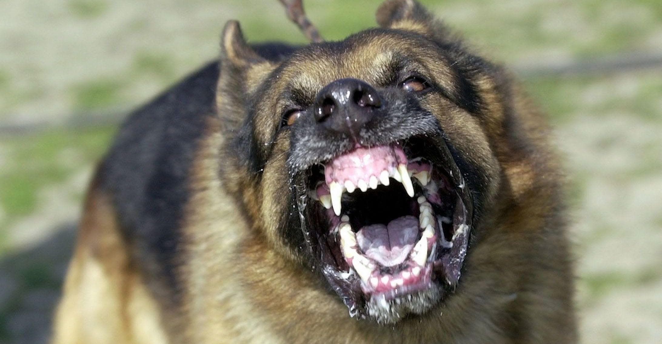 3 ways to know if your dog has rabies