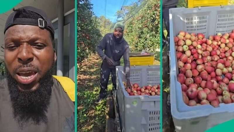 “15 Years”: Man Who Has Been Working Abroad as Fruit Picker Shares Reason for Choosing Job