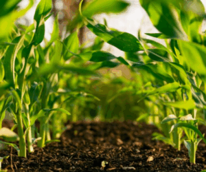 Firm set to host youths, women in agribusiness