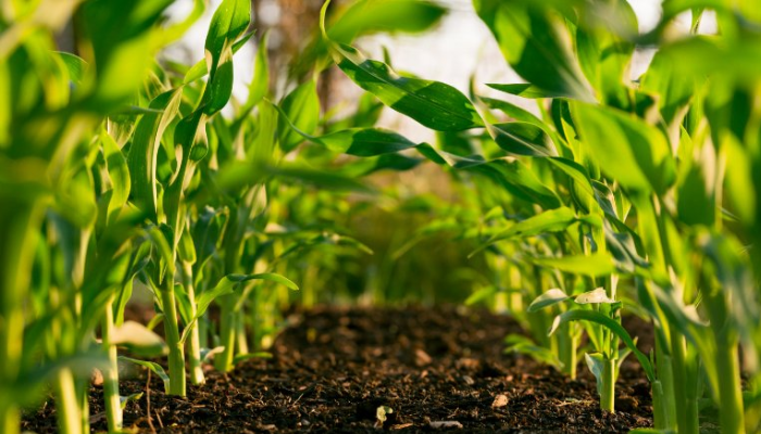 Firm set to host youths, women in agribusiness