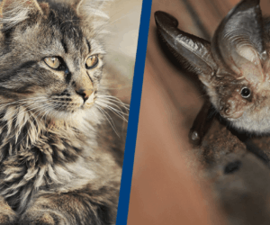 Did you know these 10 animals can spread rabies to humans?