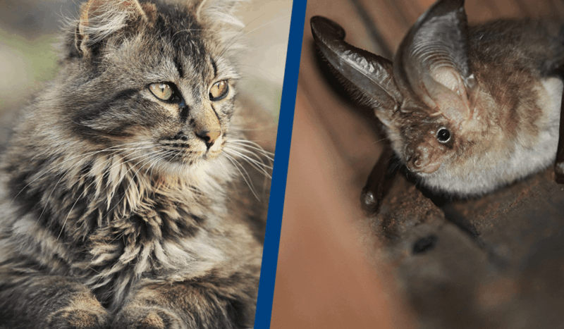 Did you know these 10 animals can spread rabies to humans?