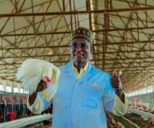 Livestock is Nigeria’s next crude oil – Maiha