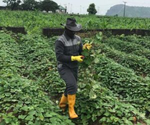 Enugu Farmers To Get Government’s Fertilisation Incentives – Independent Newspaper Nigeria