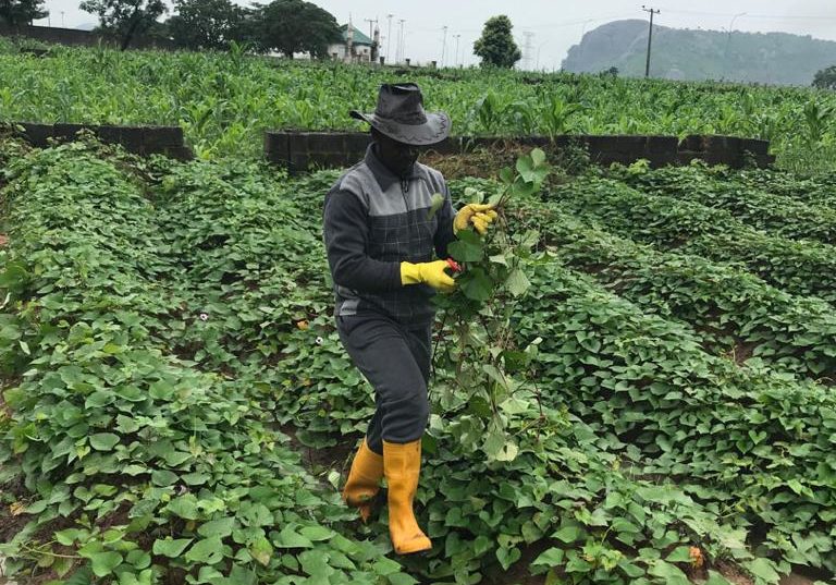 Enugu Farmers To Get Government’s Fertilisation Incentives – Independent Newspaper Nigeria