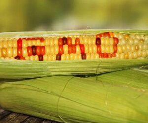 FG to start labelling GMO crops to promote safe practices in Nigeria
