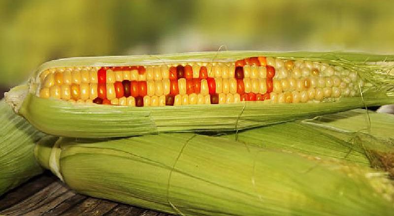 FG to start labelling GMO crops to promote safe practices in Nigeria