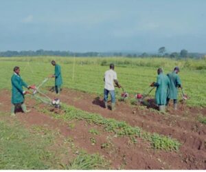 Foundation, FG team up to revolutionise agricultural insurance
