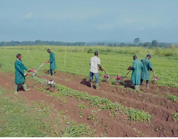 Foundation, FG team up to revolutionise agricultural insurance
