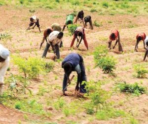 NSCDC, Army, Police Foil Repeated Attacks in Plateau, Over 4,000 Farmers Displaced