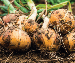 Nigeria produces enough, but cannot feed its people