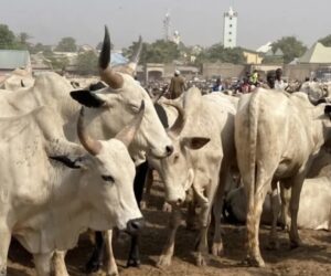 FG To Relocate Cattle From Abuja City Centre To Grazing Reserves