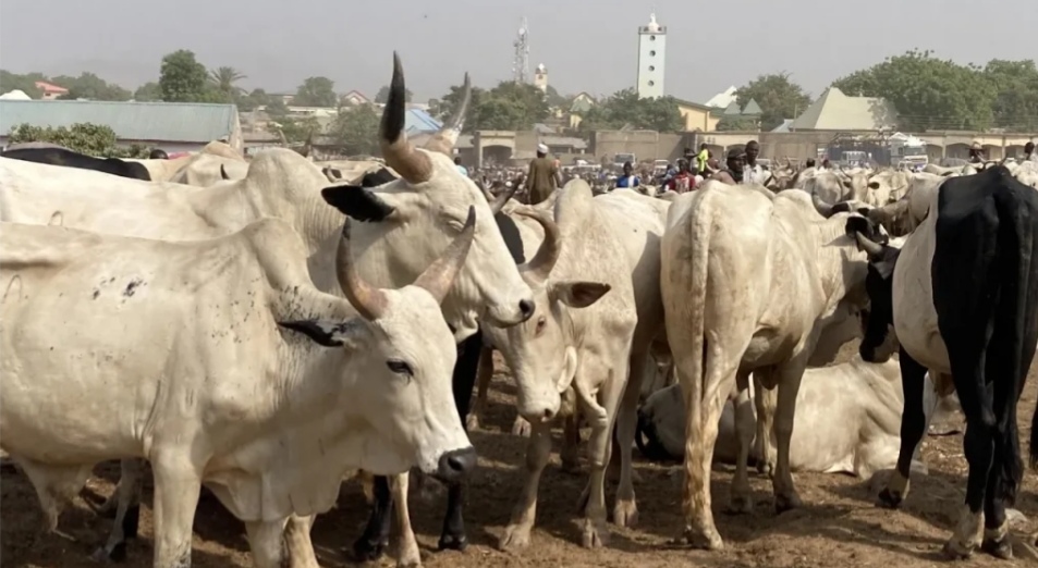 FG To Relocate Cattle From Abuja City Centre To Grazing Reserves