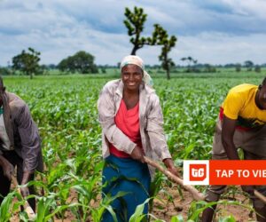 Babban Gona raises $7.5 million in debt from British International Investment