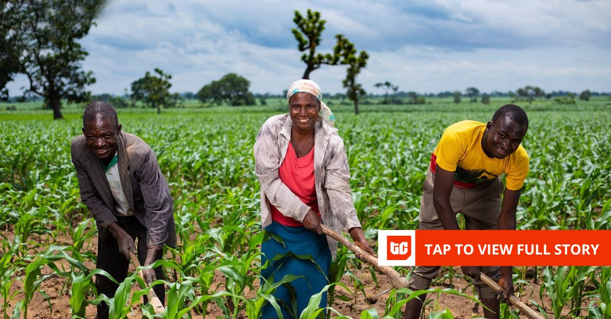 Babban Gona raises $7.5 million in debt from British International Investment