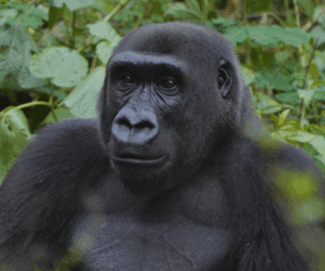 Nigeria’s gorillas still on the brink – Wild Africa warns