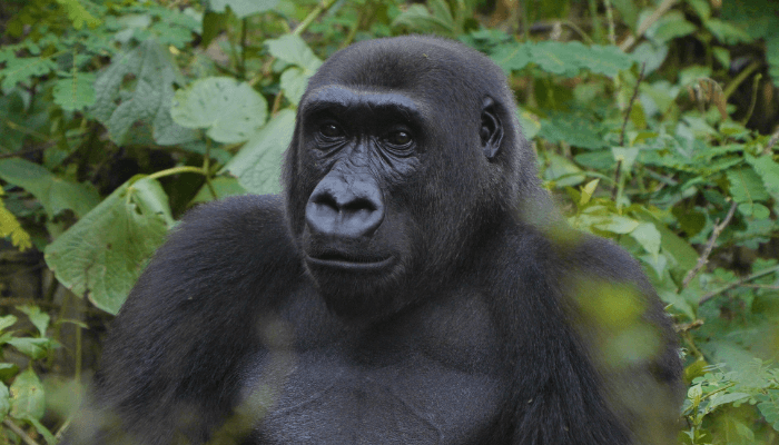 Nigeria’s gorillas still on the brink – Wild Africa warns