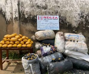 How NDLEA intercepted 8,000 bottles of Akuskura in Kano – Daily Trust