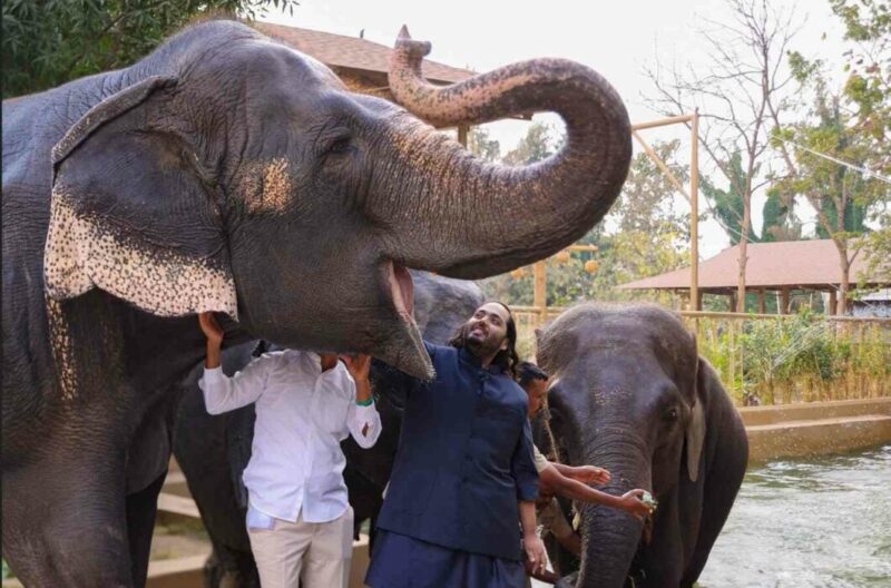Indian Court Okays Wildlife Conservation At Vantara Private Zoo
