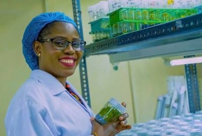 IITA celebrates Nigerian scientist’s breakthrough in cassava, yam innovation