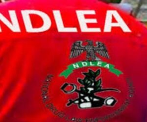 NDLEA, Police Arrest 57 Suspects In Kano Drug Crackdown