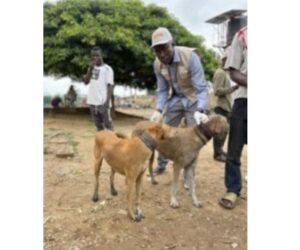 Nigeria requires 70% vaccination of its dogs to contain transmission