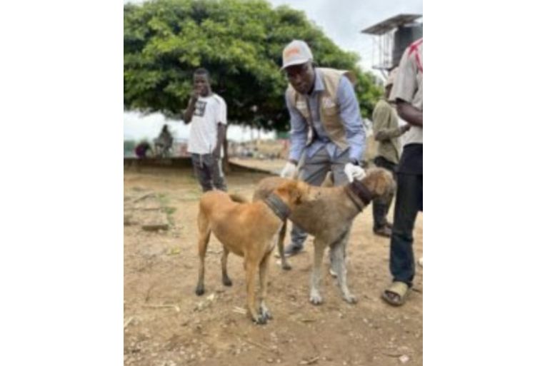 Nigeria requires 70% vaccination of its dogs to contain transmission
