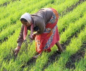 Stop the pest invasion of farms in Maiduguri