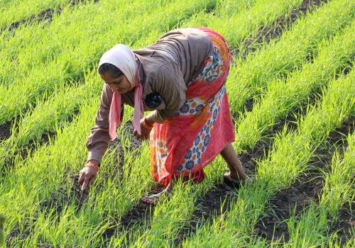 Stop the pest invasion of farms in Maiduguri