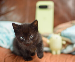 The Pixel 10 Pro was the purr-fect phone for rescuing kittens, with help from Gemini Live… and my veterinarian