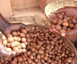 Key Argument: Export Ban Risks Shifting Profit from Women Pickers to Processors, Not the Government
