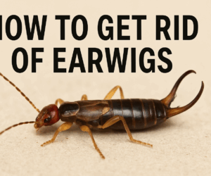 How to Get Rid of Earwigs: 12 Expert Recommended Tips