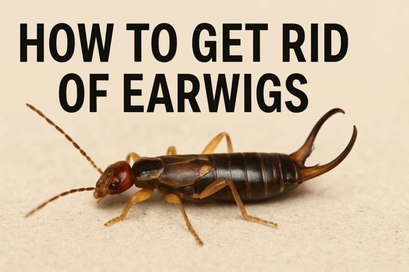 How to Get Rid of Earwigs: 12 Expert Recommended Tips