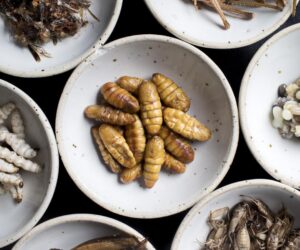 Hardship: Eat cheaper proteins like insects, frogs if you can’t afford chicken – Experts