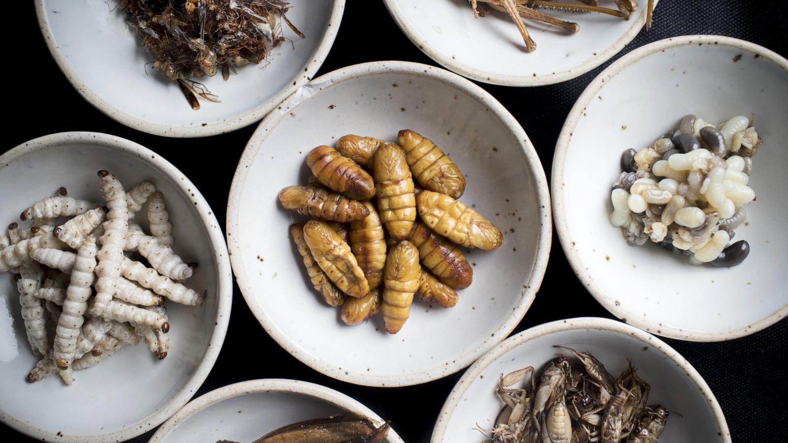 Hardship: Eat cheaper proteins like insects, frogs if you can’t afford chicken – Experts