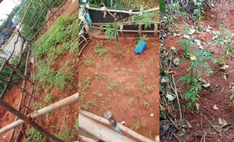 Anambra police arrests suspected fake madman cultivating marijuana farm in Awka