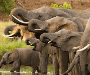 Nigeria’s last elephants wrestle for survival in forgotten reserve