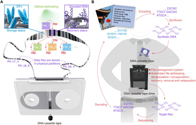 New research from China describes prototype DNA tape system capable of long term storage, but data writing speeds make it impractical at present