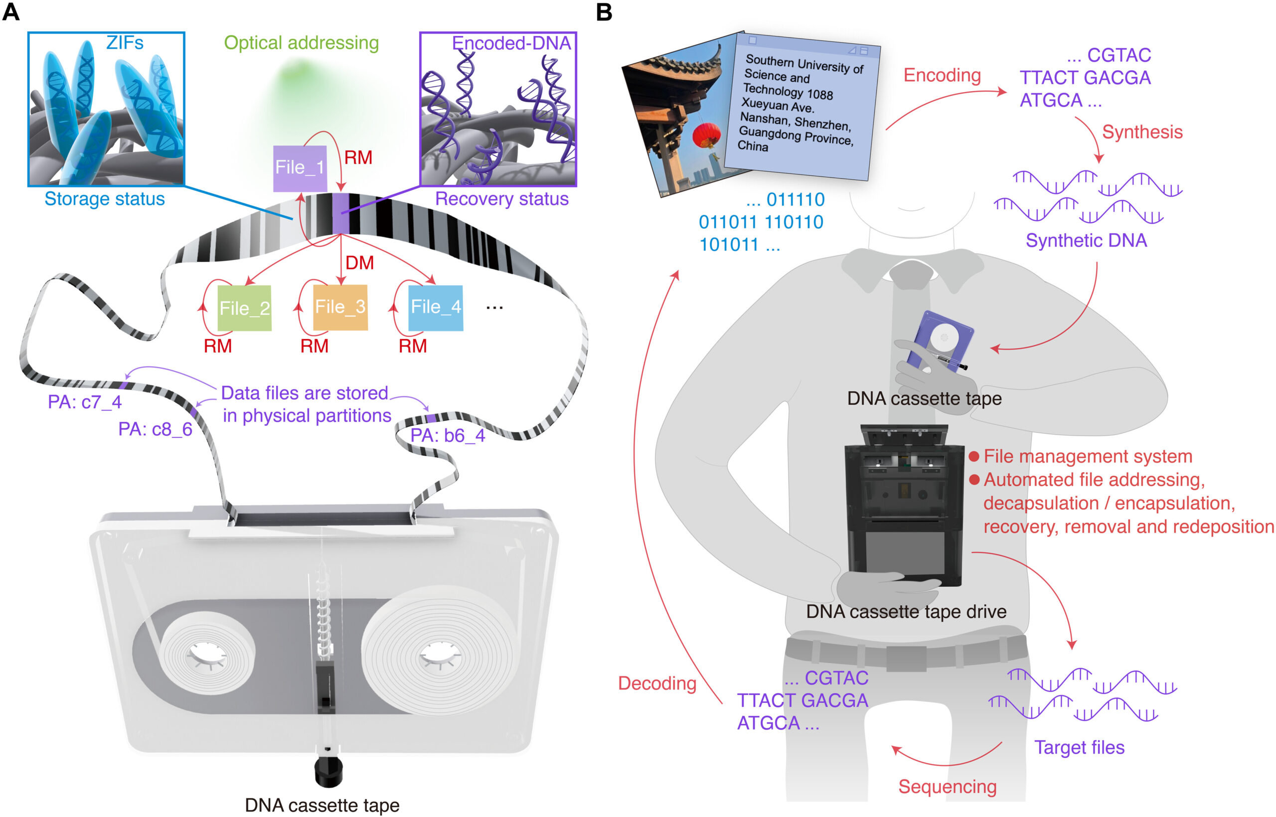 New research from China describes prototype DNA tape system capable of long term storage, but data writing speeds make it impractical at present
