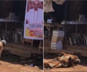 Photos of elderly man prostrating before Olubadan Ladoja’s banner trend online