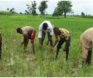 Review Land Use Act, support Nigerian farmers – Don to federal government