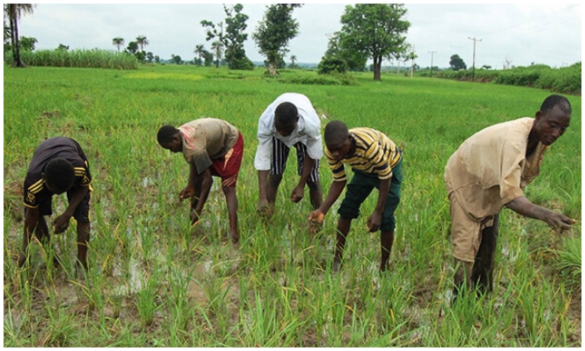Review Land Use Act, support Nigerian farmers – Don to federal government