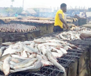 The Decline Of Fish Production And Consumption In Nigeria – Daily Trust