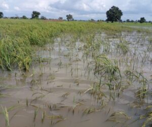 Flood kills one, sweeps away mother, baby in Zaria – Daily Trust