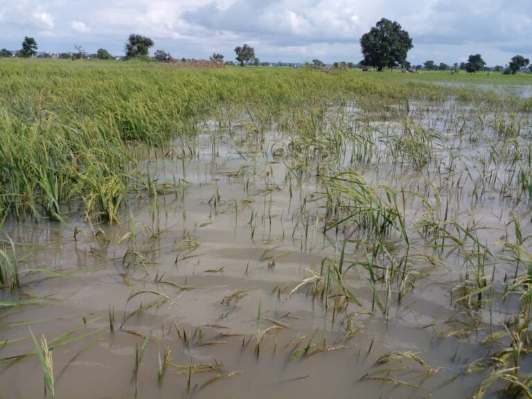 Flood kills one, sweeps away mother, baby in Zaria – Daily Trust