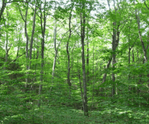 The forest is paying, but Nigeria isn’t collecting