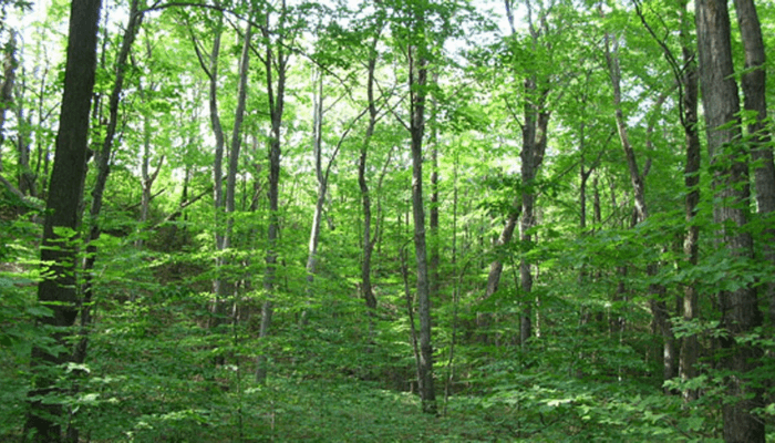 The forest is paying, but Nigeria isn’t collecting