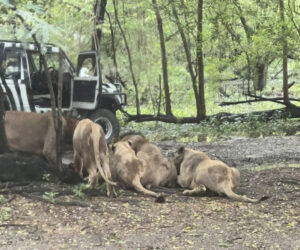 Zookeeper, 58, e@ten alive by pack of lions in front of tourists after stepping out of truck at safari park