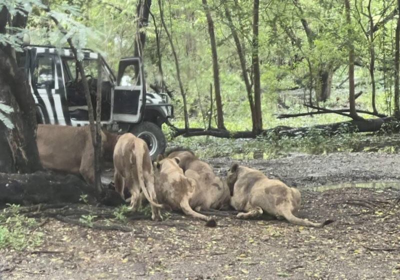 Zookeeper, 58, e@ten alive by pack of lions in front of tourists after stepping out of truck at safari park